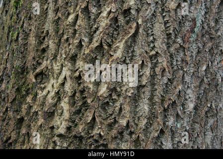 Close up of texture écorce d'arbre Banque D'Images