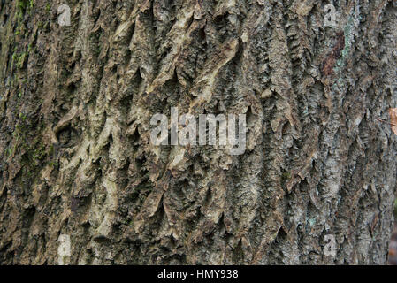 Close up of texture écorce d'arbre Banque D'Images