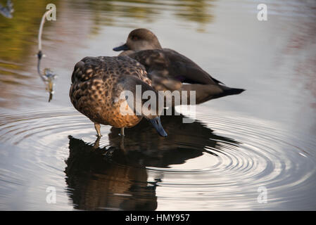 Deux canards sarcelle femelle alezan en eau peu profonde Banque D'Images