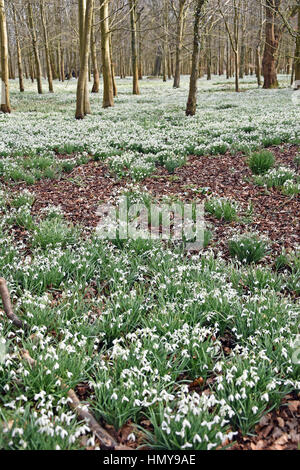 Perce-neige dans les hêtraies à Welford Park, près de Newbury, Angleterre Banque D'Images