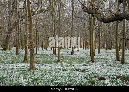 Perce-neige dans les hêtraies à Welford Park, près de Newbury, Angleterre Banque D'Images