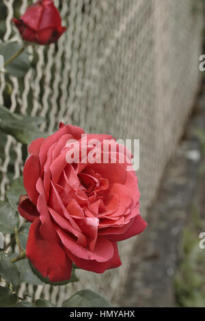 Red Rose, ouverte derrière la clôture de grillage de métal Banque D'Images