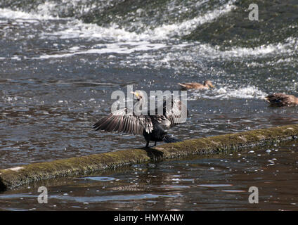 Aigrettes dans les Weir Banque D'Images