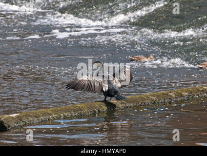 Aigrettes dans les Weir Banque D'Images