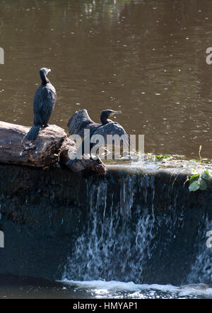 Aigrettes dans les Weir Banque D'Images