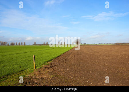 Récolte de blé vert luxuriant près de nouveau dans un sol labouré yorkshire paysage avec arbres et haies sous un ciel bleu avec des nuages blancs en hiver Banque D'Images