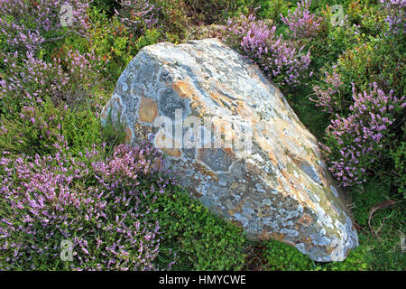Heather sur la montagne de Minera Banque D'Images