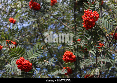 Rowan Tree Fruits rouges à la fin de l'été Banque D'Images