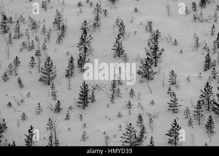 Les petits arbres sur un versant de montagne en hiver Banque D'Images