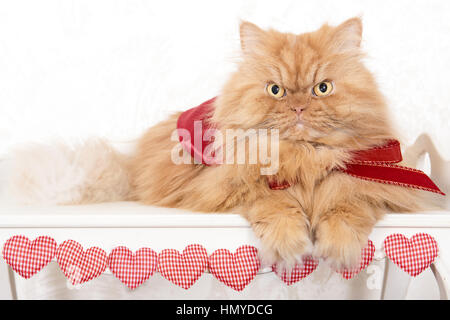 Portrait de chat Persan assis Banque D'Images