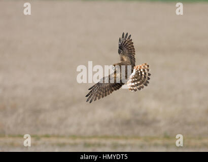 Montagu's Harrier - Circus pygargus - femelle Banque D'Images