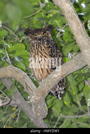 Tawny owl - Poisson-flavipes Blakistoni Banque D'Images