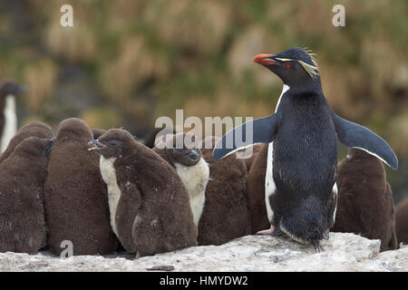 Des profils avec Rockhopper Penguin (Eudyptes chrysocome) debout avec un groupe important de près de poussins pleinement développées sur les falaises de l'île plus sombre. Banque D'Images