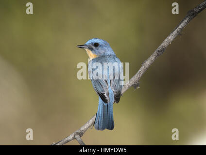 Tickell's Blue Flycatcher - Lacedo tickelliae Banque D'Images