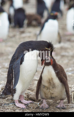 Des profils avec Rockhopper Penguin (Eudyptes chrysocome) nourrir un poussin presque totalement cultivé sur les falaises de l'île sombre dans les îles Falkland. Banque D'Images