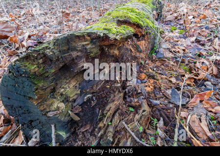 Un tronc d'un arbre pourri dans le sol d'une forêt, couvert de mousse verte et entouré de feuilles marron Banque D'Images