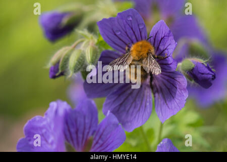 Bumblebee avec ailes déchirées en lambeaux sur fleur de géranium pourpre Banque D'Images