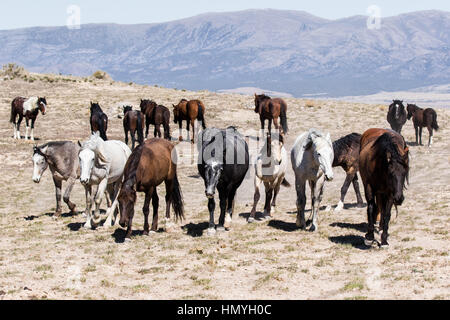 Stock Photo : les chevaux sauvages (Equus ferus caballus) dans le désert de l'Ouest à l'extérieur de Salt Lake City, Utah, USA, Amérique du Nord Banque D'Images