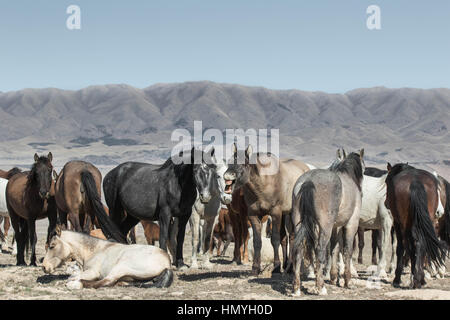 Stock Photo : risée du troupeau Mustang Sauvage (Equus ferus caballus) dans le désert de l'Ouest à l'extérieur de Salt Lake City, Utah, USA, Amérique du Nord Banque D'Images