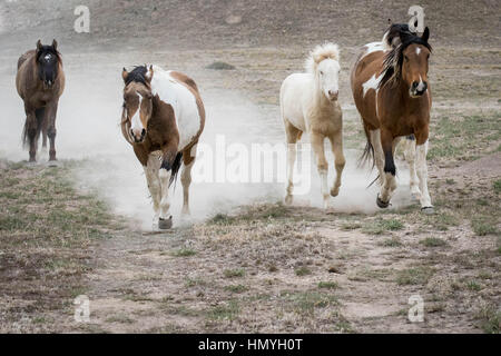 Stock petit groupe de mustangs sauvages (Equus ferus caballus) exécutant vers la caméra dans le désert de l'Ouest, Utah, USA, Amérique du Nord Banque D'Images