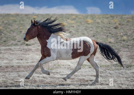 Brun et Blanc Stock galopante Cheval (Equus ferus caballus), de chevaux sauvages du désert de l'Ouest, Utah, USA, Amérique du Nord Banque D'Images