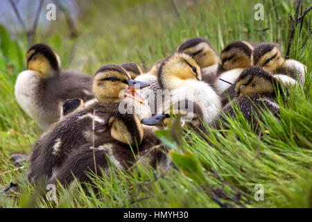 Troupeau de canetons colvert, Anas platyrhynchos, Farmington, Utah, USA Banque D'Images