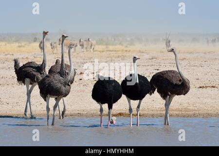 Les autruches (Struthio camelus), deux mâles et quatre femelles au waterhole, Troupeau de zèbres de Burchell derrière, Etosha National Park, Namibie, Afrique Banque D'Images
