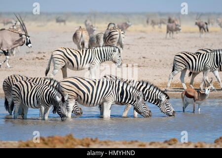 Zèbres de Burchell (Equus quagga burchellii) avec un le springbok (Antidorcas marsupialis), de boire dans un étang, Etosha National Park, Namibie, Afrique Banque D'Images