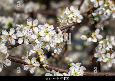 Bee pollen de fleur blanche recueille sur l'arbre en fleurs au printemps. Banque D'Images