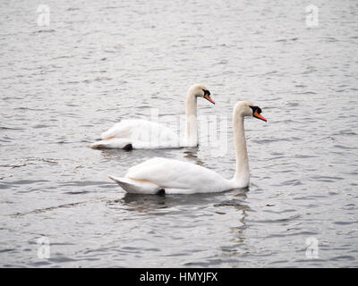 Deux cygnes tuberculés natation adultes sur un reservior à Salford, Greater Manchester Banque D'Images