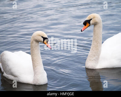 Deux cygnes tuberculés natation adultes sur un reservior à Salford, Greater Manchester Banque D'Images