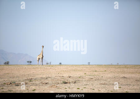 Une girafe se trouve dans le désert du Namib Banque D'Images