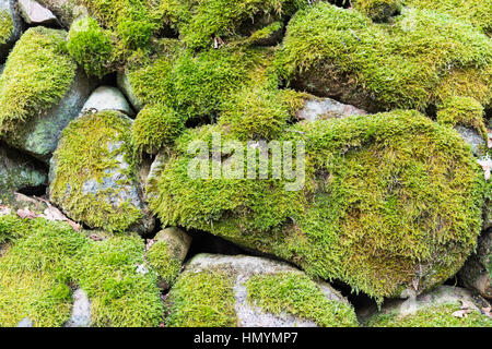 Détail d'un mur de pierre de moss fence Banque D'Images