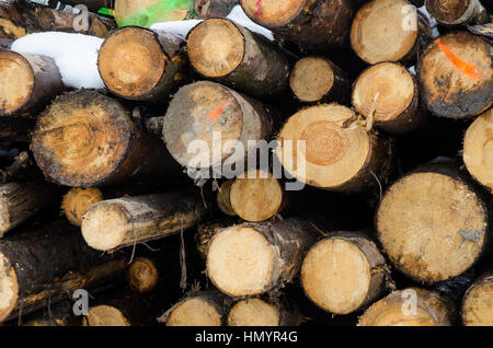 Tas de bois en hiver la nature couverte de neige Banque D'Images