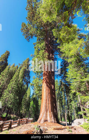 Le Séquoia géant à Sequoia National Park. Banque D'Images