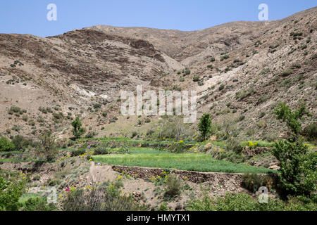 Montagnes de l'Atlas, au Maroc. Champ de l'agriculteur dans la vallée étroite entre Marrakech et Ouarzazate. Banque D'Images