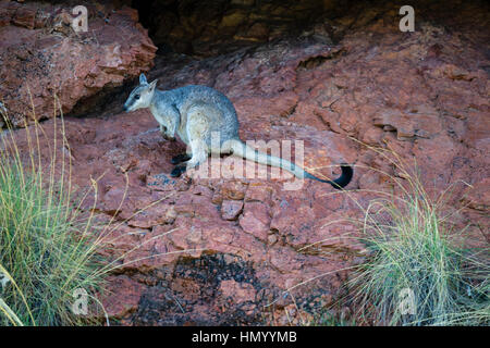 Un hibou timide-Rock wallaby abritant à l'ombre d'une falaise pendant la chaleur de la journée. Banque D'Images