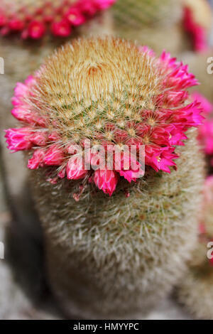 Cactus avec des fleurs roses. Banque D'Images