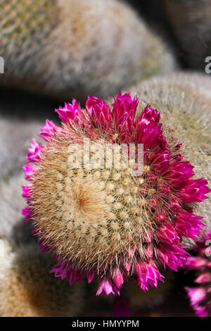 Cactus avec des fleurs roses. Banque D'Images