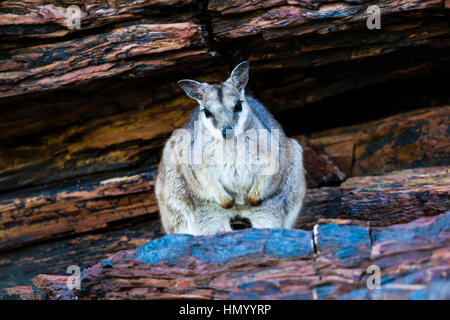 Un hibou timide-Rock wallaby abritant à l'ombre d'une falaise pendant la chaleur de la journée. Banque D'Images