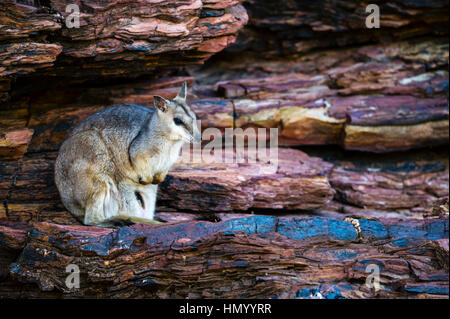 Un hibou timide-Rock wallaby abritant à l'ombre d'une falaise pendant la chaleur de la journée. Banque D'Images