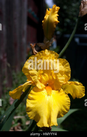Un iris jaune fleurit en été, près d'Oakland, Californie. Banque D'Images