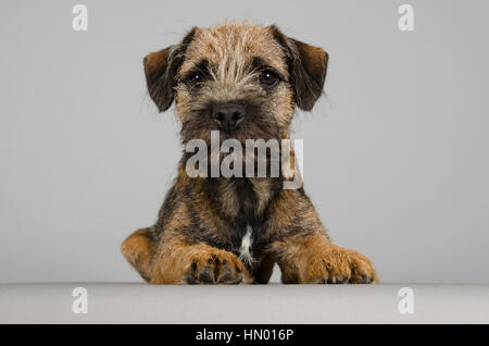 Border Terrier Puppy, Royaume-Uni. Banque D'Images