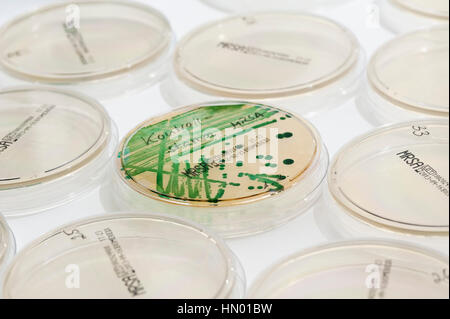 Le diagnostic microbiologique des bactéries SARM (Staphylococcus aureus résistant à la méthicilline), boîte de Pétri avec la souche de SARM Banque D'Images