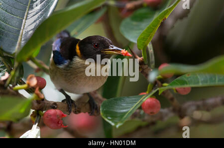 Munis d'or Honeycreeper (Iridophanes pulcherrimus). El Queremal, Valle del Cauca Banque D'Images