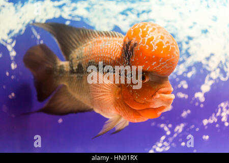 Close up grand aquarium poisson la corne de fleur Banque D'Images