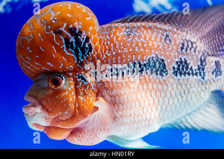 Close up grand aquarium poisson la corne de fleur Banque D'Images