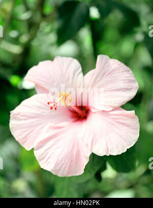 Un gros plan d'une fleur d'hibiscus rose.La réserve forestière. St Lucia. Banque D'Images