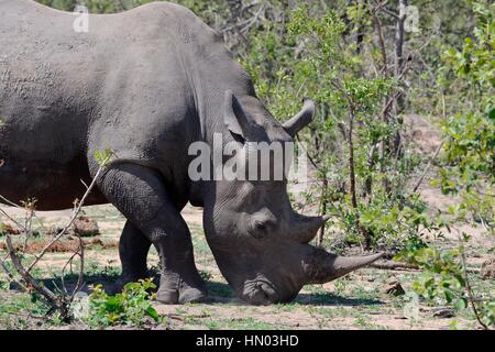 Rhinocéros blanc ou Square-lipped rhinoceros (Ceratotherium simum), le pâturage, Kruger National Park, Afrique du Sud, l'Afrique Banque D'Images