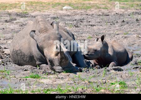 Les rhinocéros blanc (Ceratotherium simum), la mère et son veau se vautrer dans la boue, Kruger National Park, Afrique du Sud, l'Afrique Banque D'Images